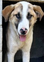 TED, Hund, Mischlingshund in Griechenland - Bild 27