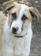 TED, Hund, Mischlingshund in Griechenland - Bild 6