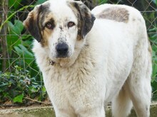 THANOS, Hund, Mischlingshund in Griechenland - Bild 1