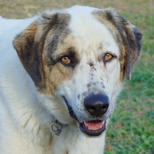 THANOS, Hund, Mischlingshund in Griechenland - Bild 10