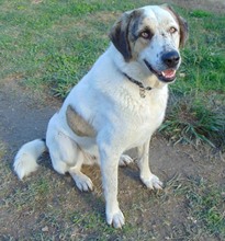 THANOS, Hund, Mischlingshund in Griechenland - Bild 11