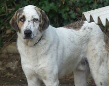 THANOS, Hund, Mischlingshund in Griechenland - Bild 19