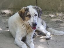 THANOS, Hund, Mischlingshund in Griechenland - Bild 21