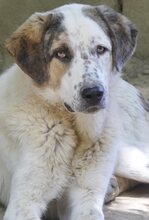 THANOS, Hund, Mischlingshund in Griechenland - Bild 22