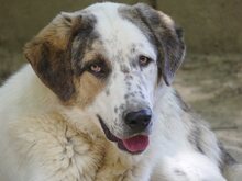 THANOS, Hund, Mischlingshund in Griechenland - Bild 25