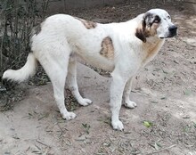 THANOS, Hund, Mischlingshund in Griechenland - Bild 27