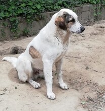 THANOS, Hund, Mischlingshund in Griechenland - Bild 29