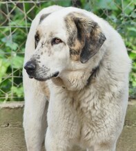 THANOS, Hund, Mischlingshund in Griechenland - Bild 3