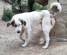 THANOS, Hund, Mischlingshund in Griechenland - Bild 31