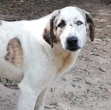 THANOS, Hund, Mischlingshund in Griechenland - Bild 32