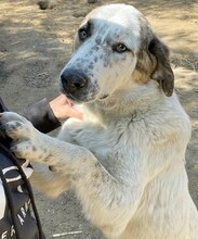 THANOS, Hund, Mischlingshund in Griechenland - Bild 33