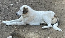 THANOS, Hund, Mischlingshund in Griechenland - Bild 34
