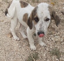 THANOS, Hund, Mischlingshund in Griechenland - Bild 37