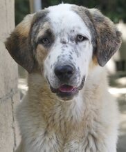 THANOS, Hund, Mischlingshund in Griechenland - Bild 6