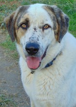 THANOS, Hund, Mischlingshund in Griechenland - Bild 8