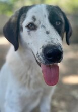 FIFI, Hund, Mischlingshund in Griechenland - Bild 3