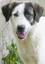 FIFI, Hund, Mischlingshund in Griechenland - Bild 5