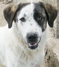FIFI, Hund, Mischlingshund in Griechenland - Bild 9