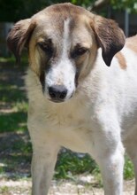 FIONA, Hund, Mischlingshund in Griechenland - Bild 1
