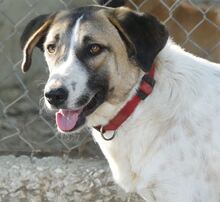 FIONA, Hund, Mischlingshund in Griechenland - Bild 10