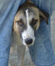 FIONA, Hund, Mischlingshund in Griechenland - Bild 13