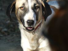 FIONA, Hund, Mischlingshund in Griechenland - Bild 14
