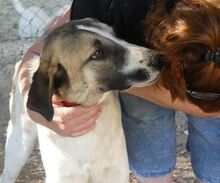 FIONA, Hund, Mischlingshund in Griechenland - Bild 15