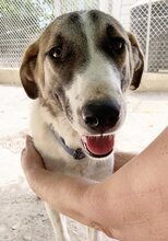 FIONA, Hund, Mischlingshund in Griechenland - Bild 21