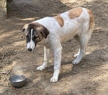 FIONA, Hund, Mischlingshund in Griechenland - Bild 26
