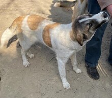 FIONA, Hund, Mischlingshund in Griechenland - Bild 27