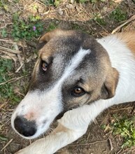 FIONA, Hund, Mischlingshund in Griechenland - Bild 28