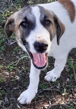 FIONA, Hund, Mischlingshund in Griechenland - Bild 33