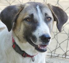 FIONA, Hund, Mischlingshund in Griechenland - Bild 5