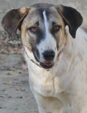 FIONA, Hund, Mischlingshund in Griechenland - Bild 7