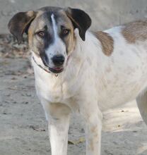 FIONA, Hund, Mischlingshund in Griechenland - Bild 8