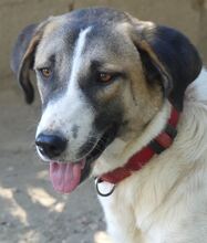 FIONA, Hund, Mischlingshund in Griechenland - Bild 9
