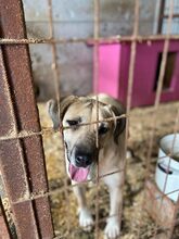 BAILEY, Hund, Mischlingshund in Ungarn - Bild 14