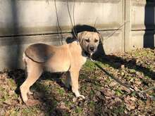 BAILEY, Hund, Mischlingshund in Ungarn - Bild 5