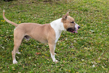 DONOVAN, Hund, American Staffordshire Terrier-Mix in Kroatien - Bild 2