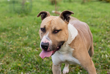 DONOVAN, Hund, American Staffordshire Terrier-Mix in Kroatien - Bild 3