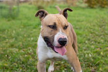 DONOVAN, Hund, American Staffordshire Terrier-Mix in Kroatien - Bild 5
