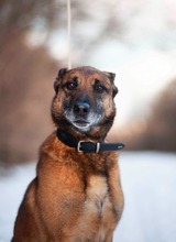 RICCO, Hund, Mischlingshund in Slowakische Republik - Bild 10