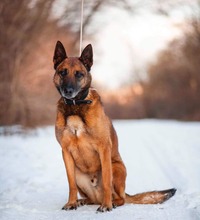 RICCO, Hund, Mischlingshund in Slowakische Republik - Bild 3