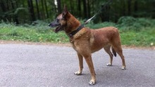 RICCO, Hund, Mischlingshund in Slowakische Republik - Bild 5