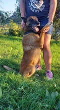 RICCO, Hund, Mischlingshund in Slowakische Republik - Bild 6