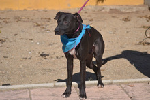 MANZANILLO, Hund, Mischlingshund in Spanien - Bild 3