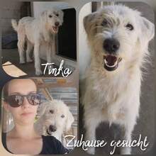 TINKA, Hund, Mischlingshund in Rumänien - Bild 4