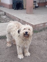 SANDRA, Hund, Mioritic Hirtenhund in Rumänien - Bild 1