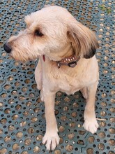 SANDRA, Hund, Mioritic Hirtenhund in Rumänien - Bild 10