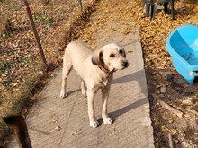 SANDRA, Hund, Mioritic Hirtenhund in Rumänien - Bild 11